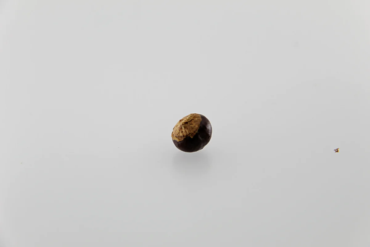 Sementes de guaraná
