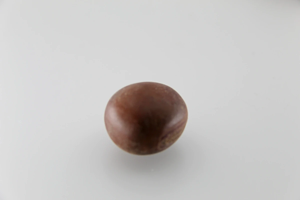 Sementes Olho de Boi