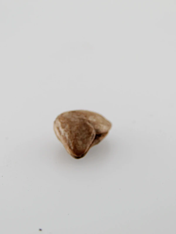 Sementes Chapéu Napoleão