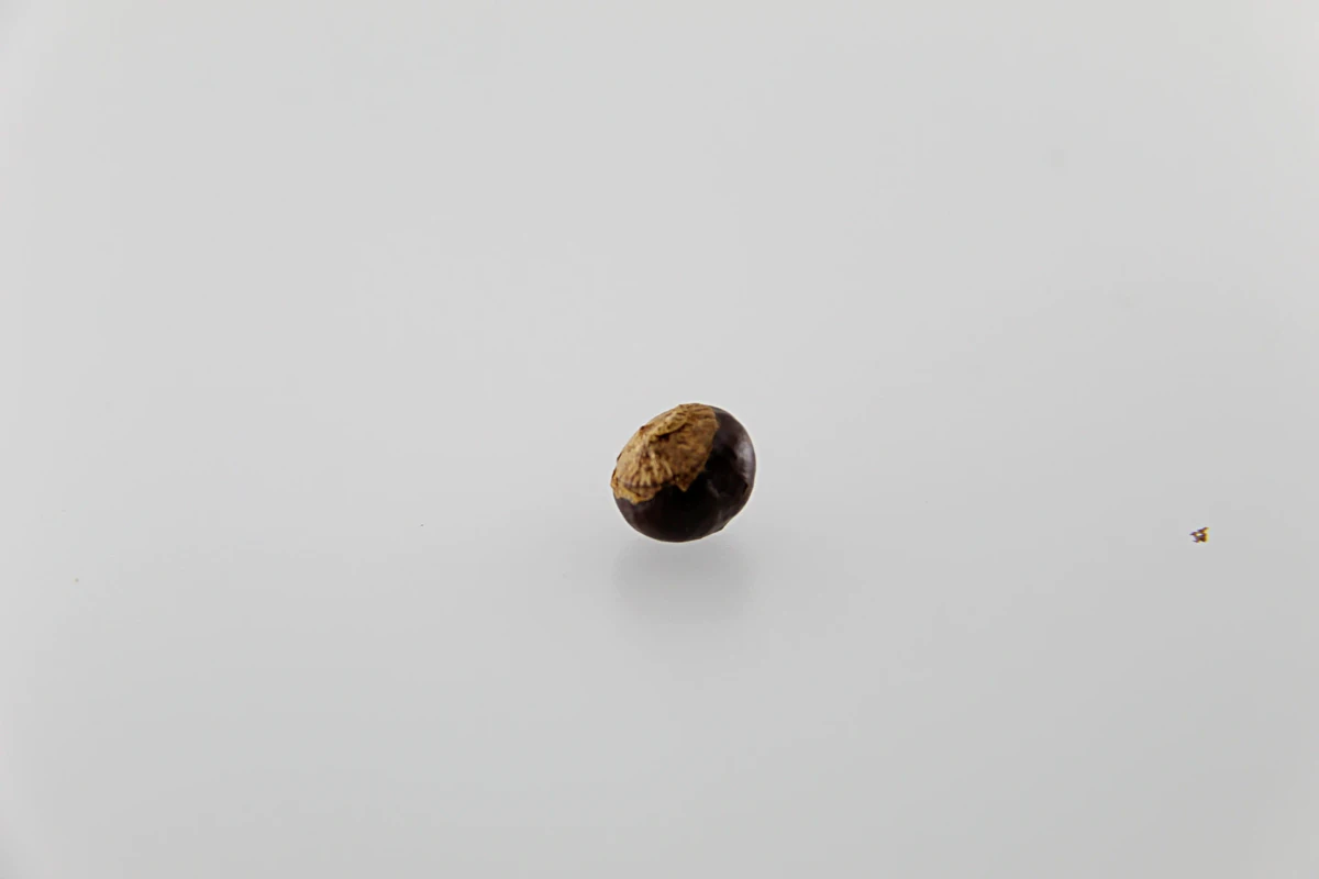 Sementes de guaraná