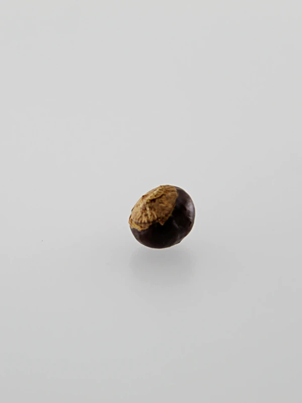 Sementes de guaraná